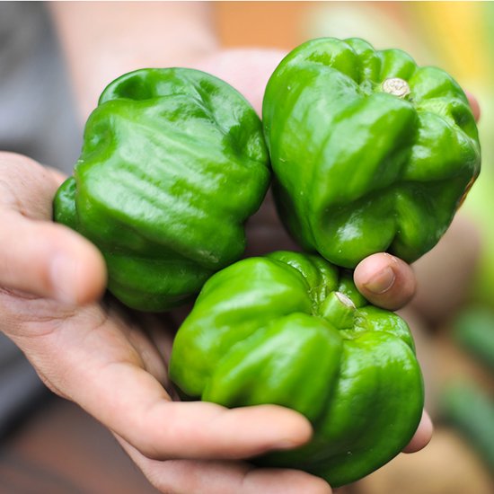 SHO SUZUKI NIIGATA/山古志かぐら南蛮パスタソース